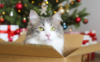 Nevíte, co s krabicemi po Vánocích? Pořiďte si kočku!
