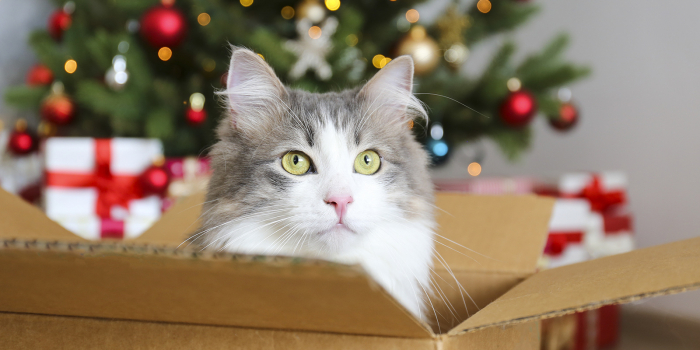 Nevíte, co s krabicemi po Vánocích? Pořiďte si kočku!